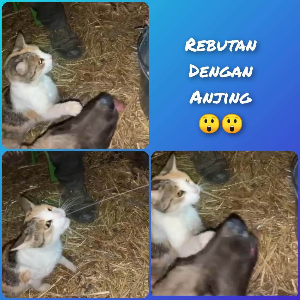 Unik Dan Langka,Kucing Dan Anjing Ini Rebutan Minum Susu Langsung Dari Puting Sapi