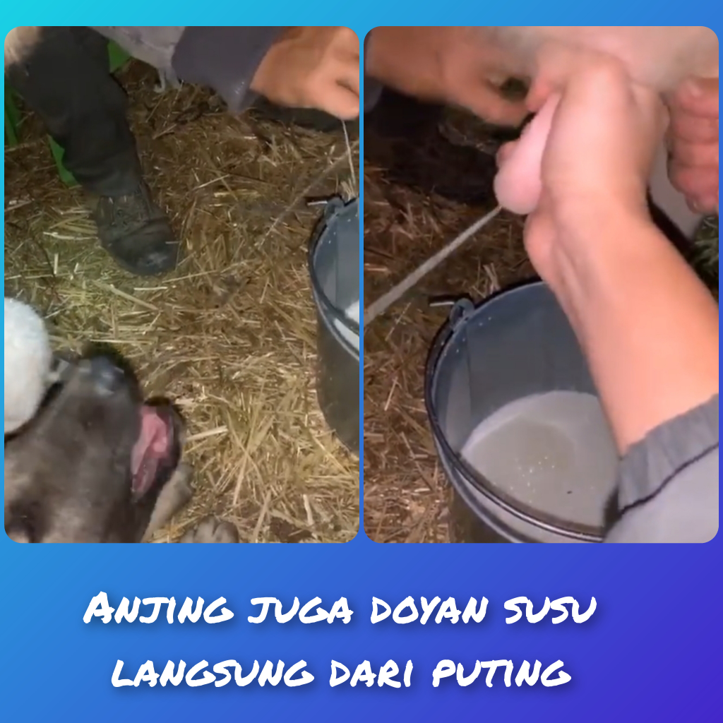 Unik Dan Langka,Kucing Dan Anjing Ini Rebutan Minum Susu Langsung Dari Puting Sapi