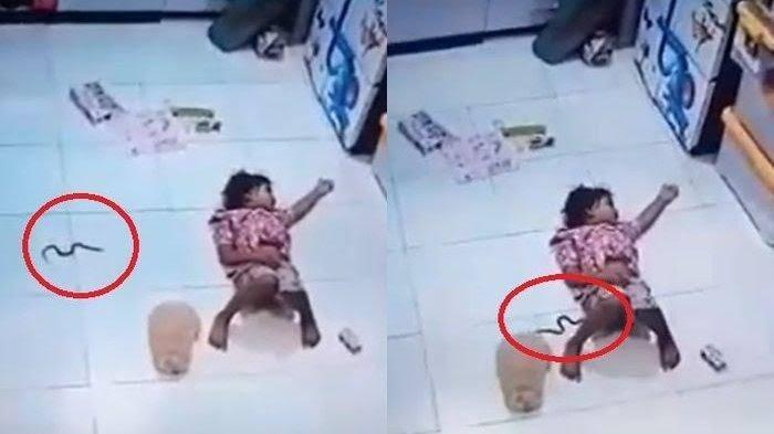 Ngeri!! Ada Ular Masuk Rumah Saat Lagi Gendong Bayi, Auto Panik