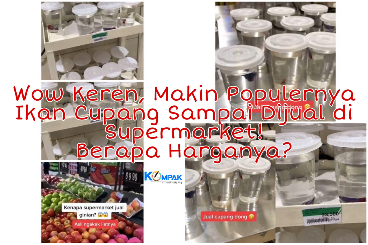 Wow Keren, Makin Populernya Ikan Cupang Sampai Dijual di Supermarket! Serius? 