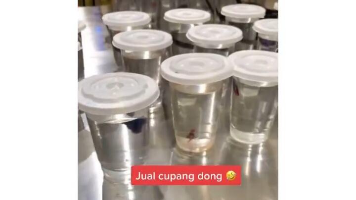 Wow Keren, Makin Populernya Ikan Cupang Sampai Dijual di Supermarket! Serius? 