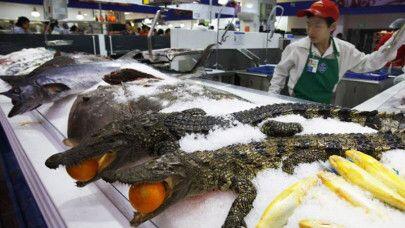 Supermarket Indonesia Jualan Ikan Cupang!! China Jualan Buaya, Ikan Hiu, Kodok, Kura2