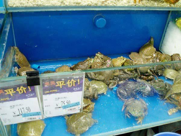 Supermarket Indonesia Jualan Ikan Cupang!! China Jualan Buaya, Ikan Hiu, Kodok, Kura2