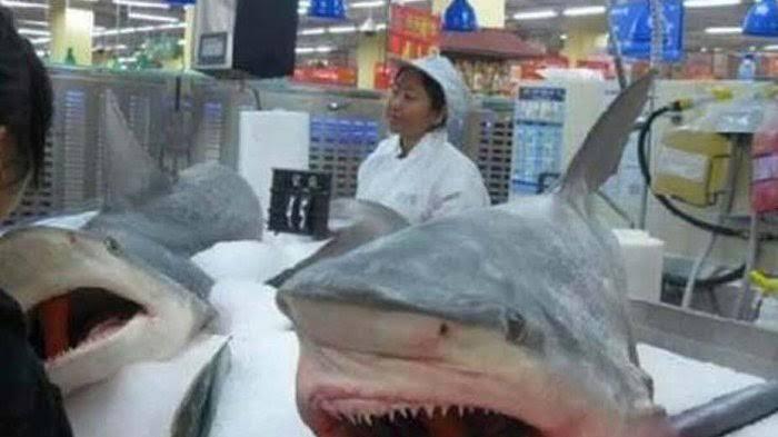 Supermarket Indonesia Jualan Ikan Cupang!! China Jualan Buaya, Ikan Hiu, Kodok, Kura2