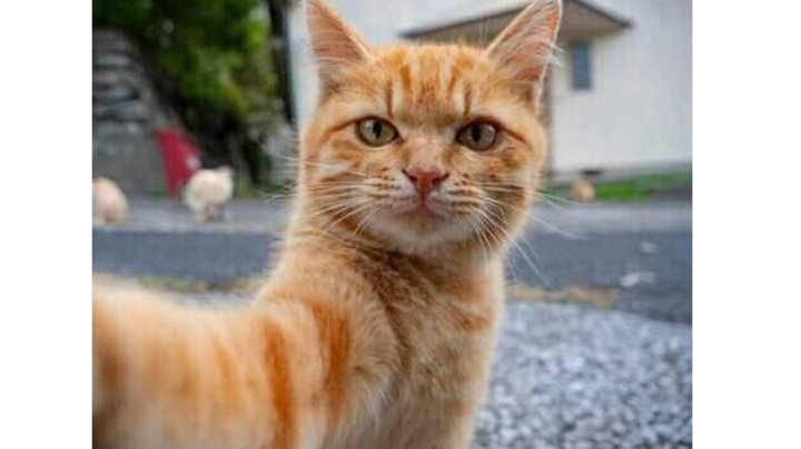 Meski Wajah Terluka Akibat Dicakar, Anak ini Meminta Ayahnya Tidak Memukul Kucing