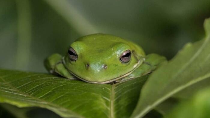 American Green Tree Frog