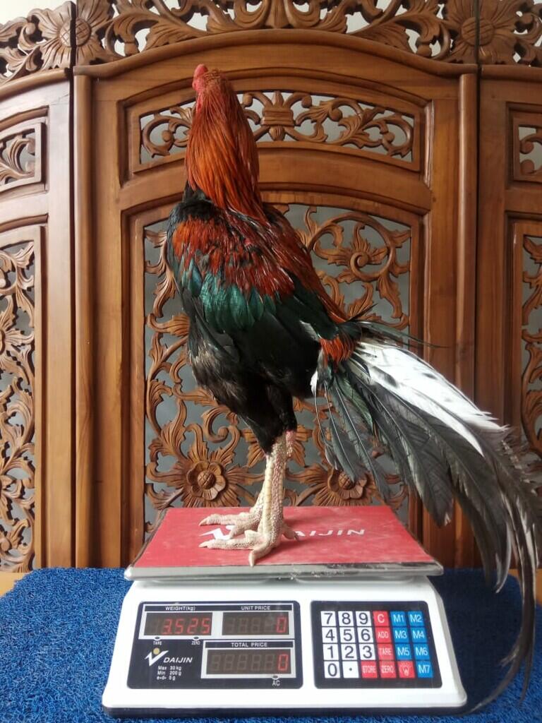 Jago Bangkok Jogjakarta Kandang Jamkid Jago Farm 085325705450