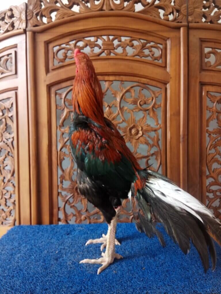 Jago Bangkok Jogjakarta Kandang Jamkid Jago Farm 085325705450