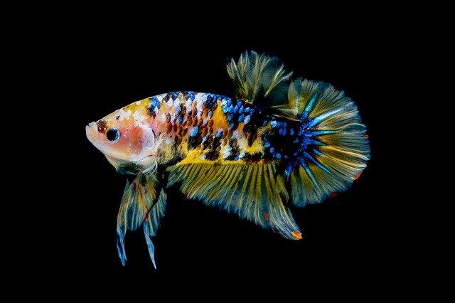 Mengapa Hobi Memelihara Ikan Kebanyakan Laki-Laki?
