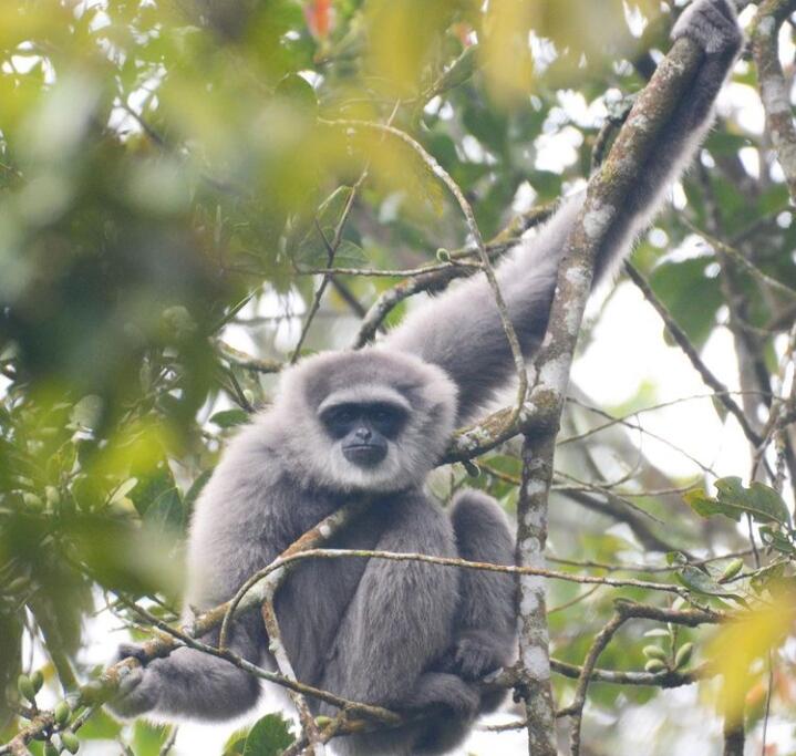 &#91;COC Reg. Banten Kulon&#93; Hewan-hewan Langka yang Ada di Ujung Kulon
