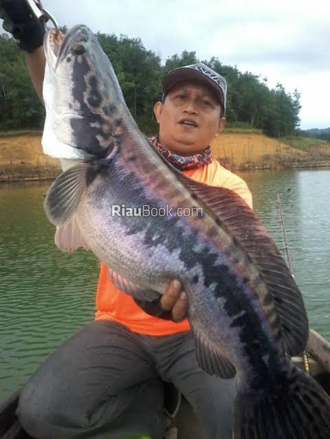 Mancing Toman Dengan Umpan Daging, Umpan Di Makan Orangnya Saja Atau Ikannya?