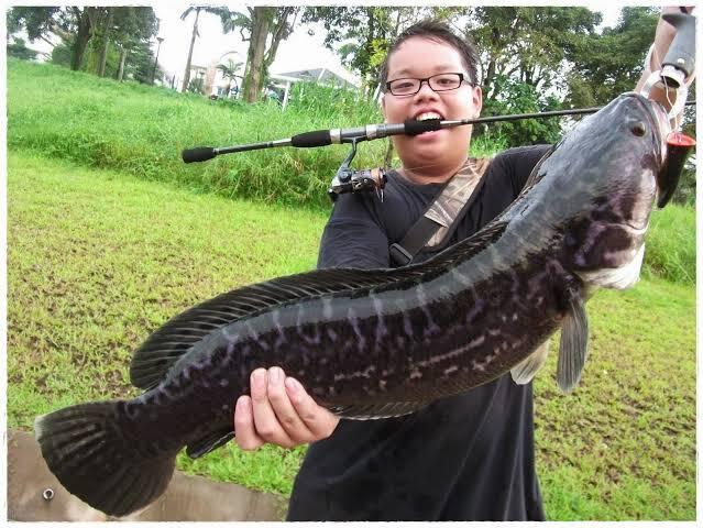 Mancing Toman Dengan Umpan Daging, Umpan Di Makan Orangnya Saja Atau Ikannya?