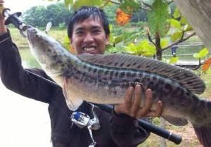 Mancing Toman Dengan Umpan Daging, Umpan Di Makan Orangnya Saja Atau Ikannya?