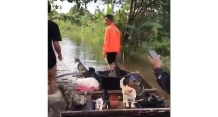 Tuai Pujian, Para Relawan Ini Selamatkan Puluhan Kucing yang Terjebak Banjir Kalsel!