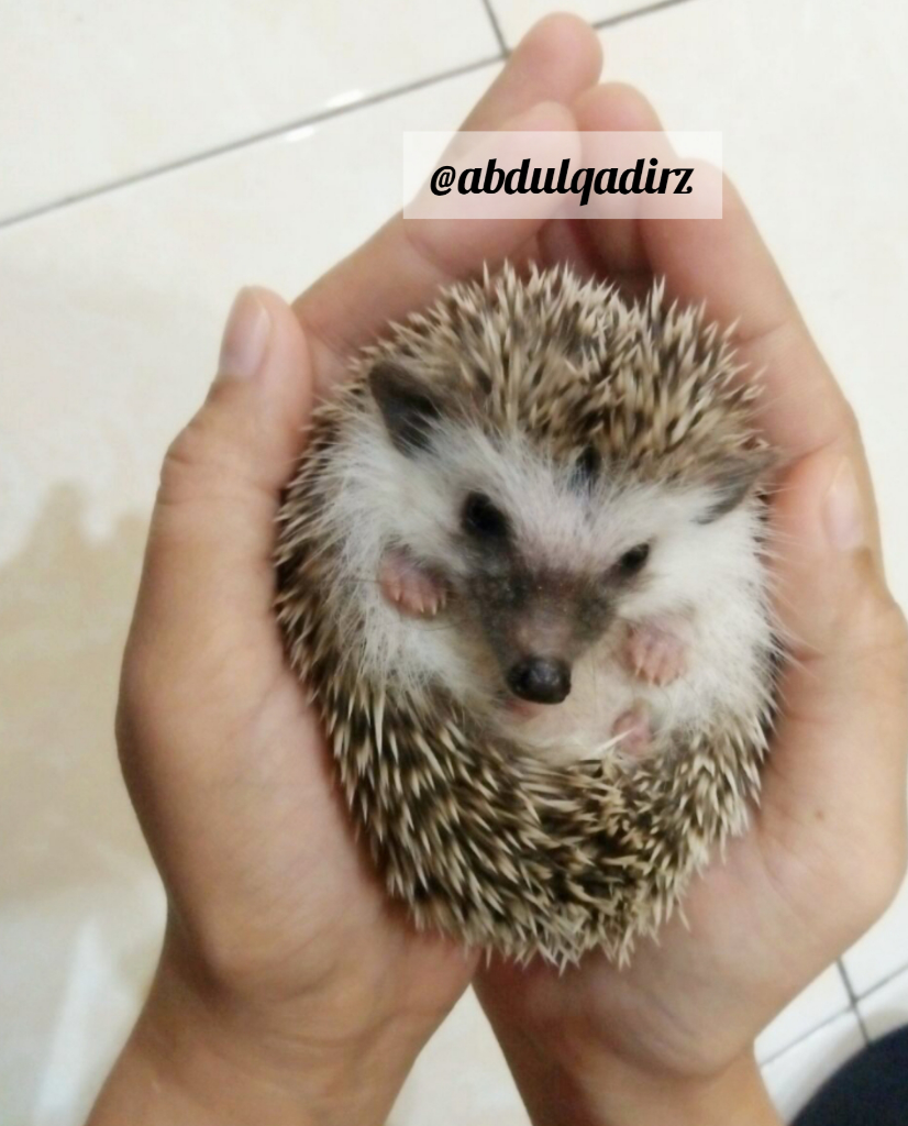 Tips Aman Merawat Landak Mini Versi Ane, Berduri tapi Tetap di Hati