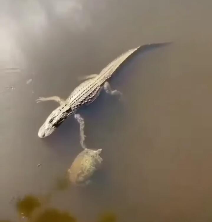 Viral, Momen Buaya Tos dengan Kura-kura Ini Seperti Kawan Lama Baru Berjumpa