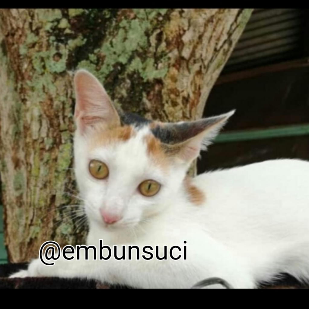 Hime Family Adalah Moodbooster Ketika Merasa Lelah, Sepi Dan Sendirian!