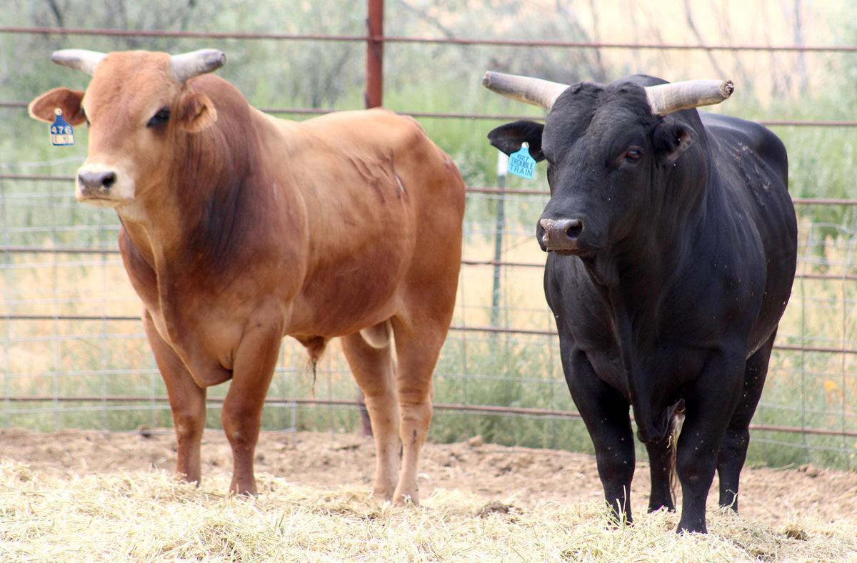 Jangan Diganggu! Ini 7 Spesies Banteng Terganas di Dunia