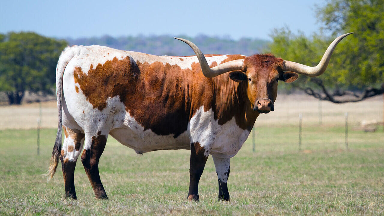 Jangan Diganggu! Ini 7 Spesies Banteng Terganas di Dunia