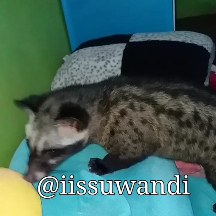 Lucunya Momo si Musang Pandan, Beberapa Tips Merawat dan Membuatnya Jinak! 