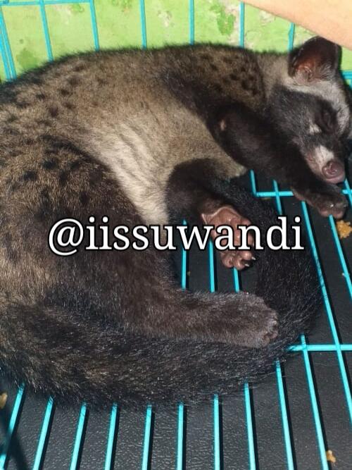 Lucunya Momo si Musang Pandan, Beberapa Tips Merawat dan Membuatnya Jinak! 