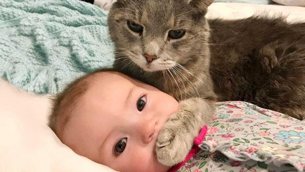 Lucu Dan Menggemaskan Melihat Kucing Ini Menjaga Bayi Yang Sedang Tertidur
