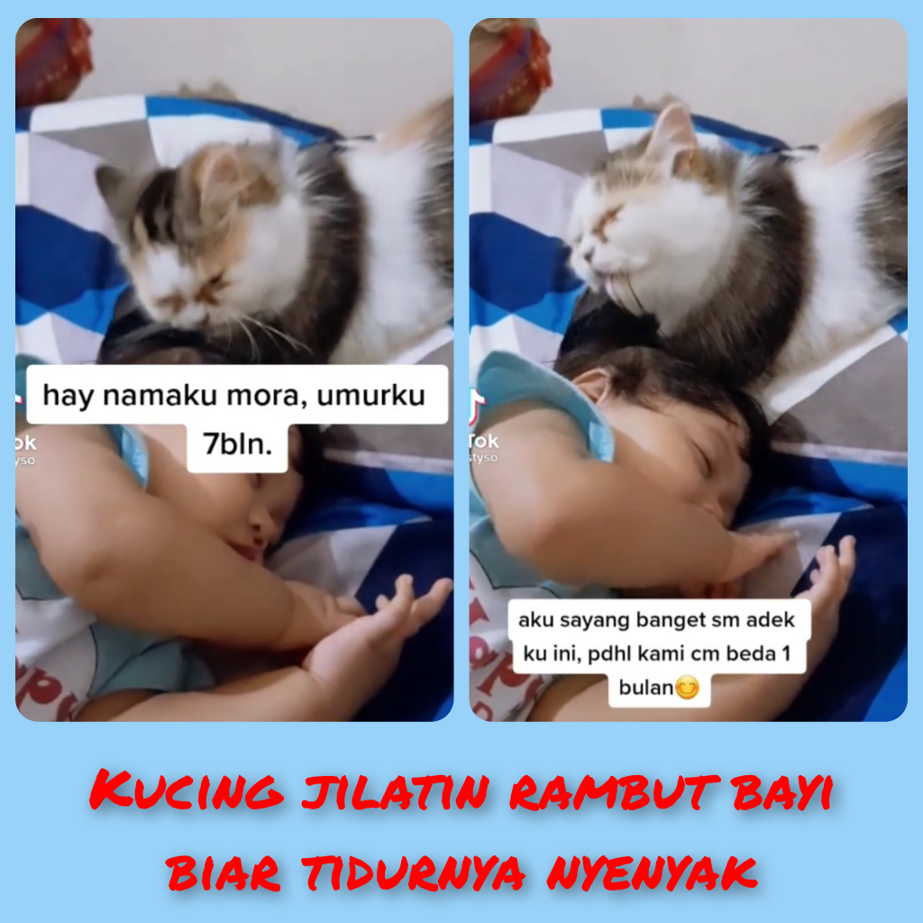 Lucu Dan Menggemaskan Melihat Kucing Ini Menjaga Bayi Yang Sedang Tertidur