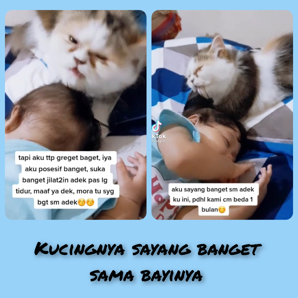Lucu Dan Menggemaskan Melihat Kucing Ini Menjaga Bayi Yang Sedang Tertidur
