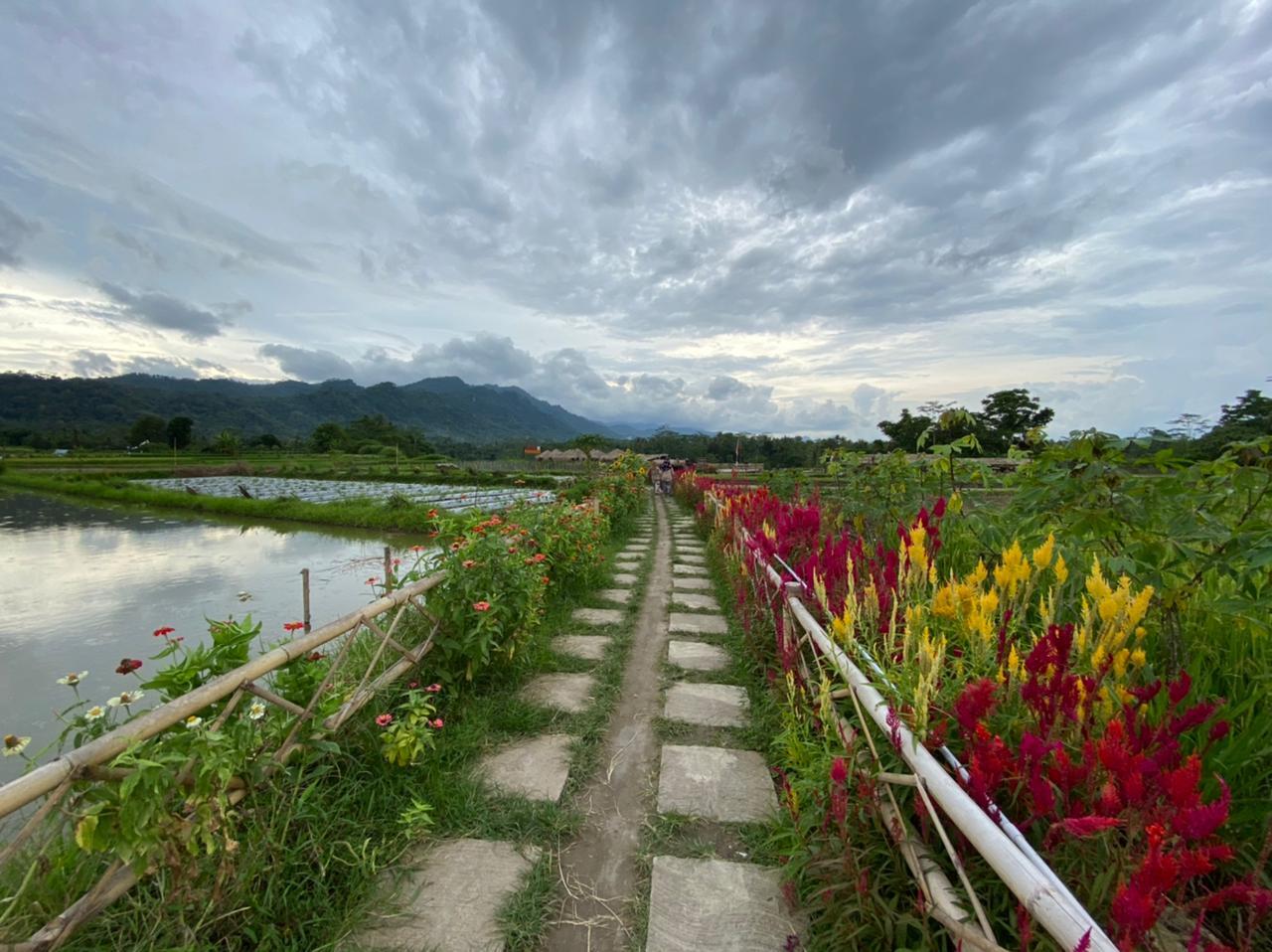 Ladon Paradise : Spot Photo dengan Pesona Sawah, Sungai Progo, dan Bukit Menoreh