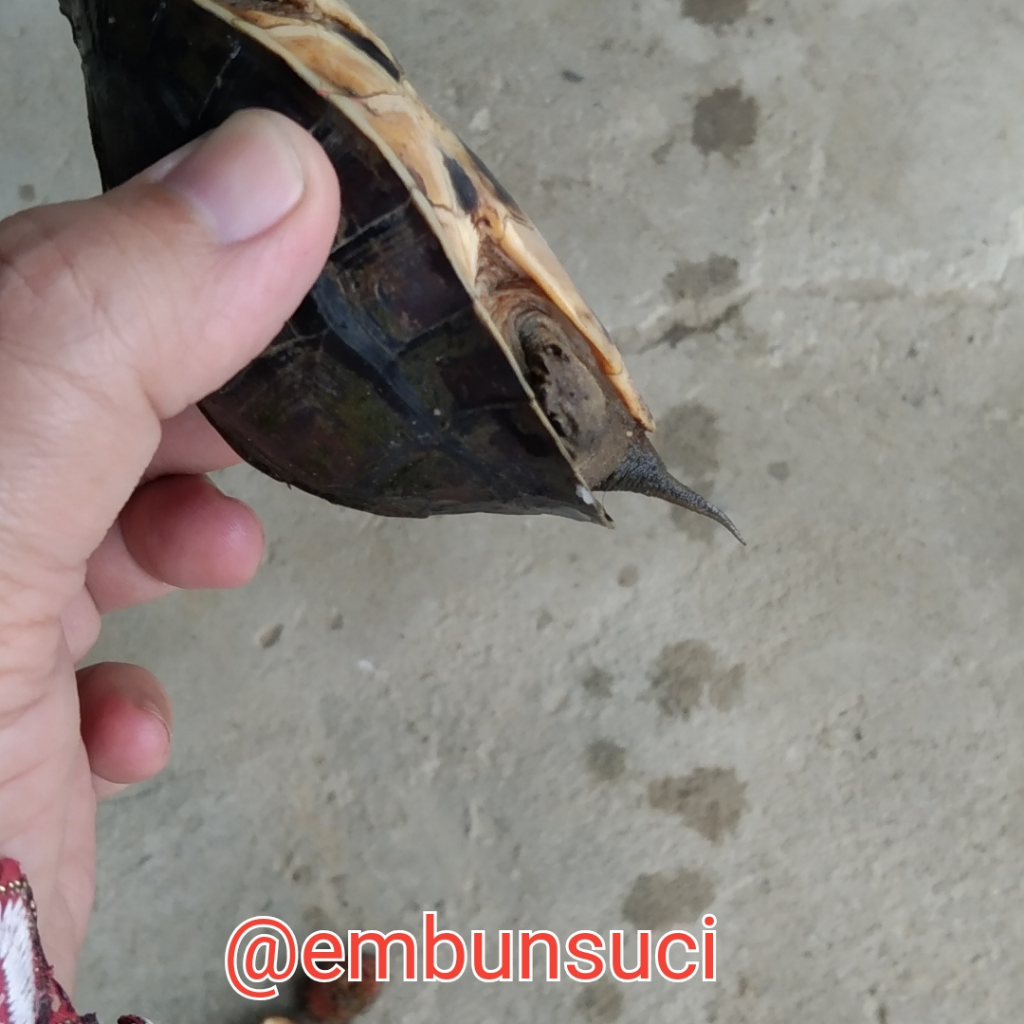 Nemu Makhluk Berwajah Bete, Mohon Diskusinya GanSis!