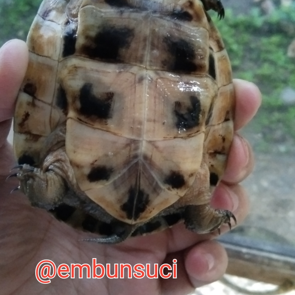 Nemu Makhluk Berwajah Bete, Mohon Diskusinya GanSis!