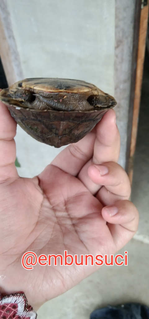 Nemu Makhluk Berwajah Bete, Mohon Diskusinya GanSis!