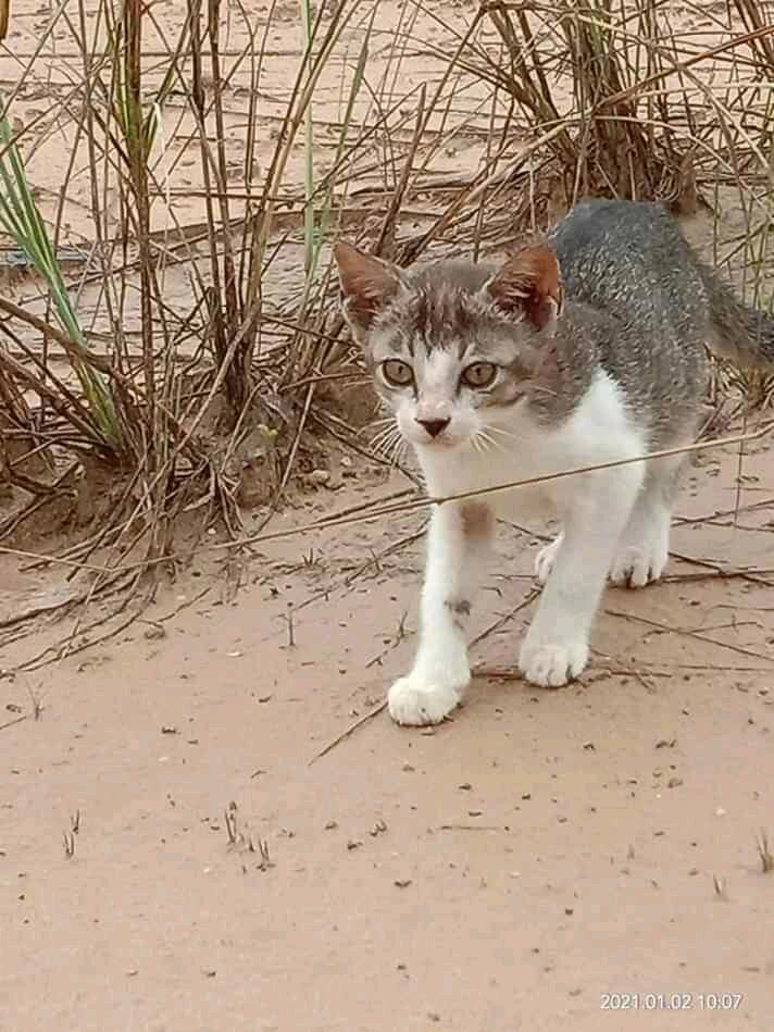 Memelihara Kucing, Menjadi Salah Satu Kegiatan Kami Saat Pandemi