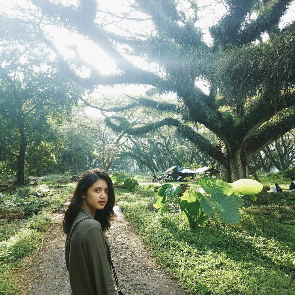 De Djawatan Benculuk, Hutan Yang Mengagumkan di Banyuwangi