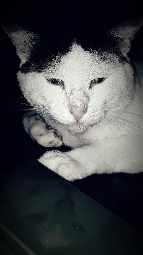 "PITAM" SIKUCING TAMPAN