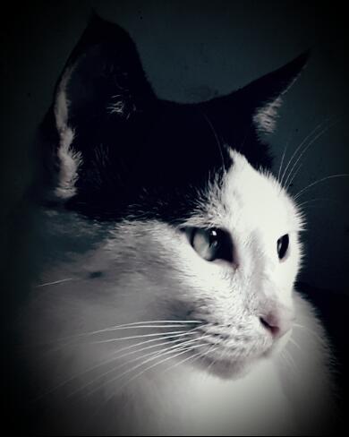 "PITAM" SIKUCING TAMPAN