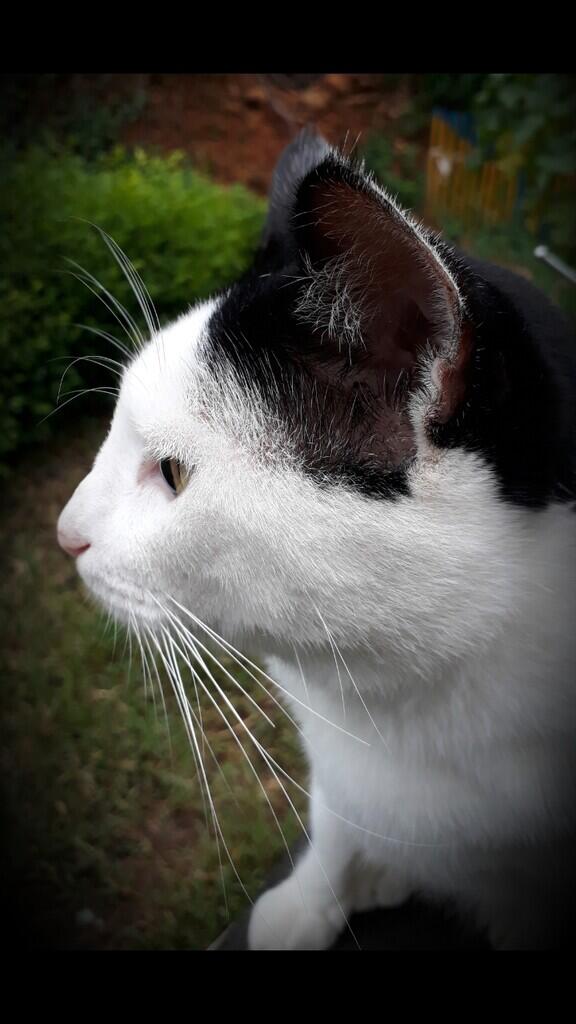 "PITAM" SIKUCING TAMPAN