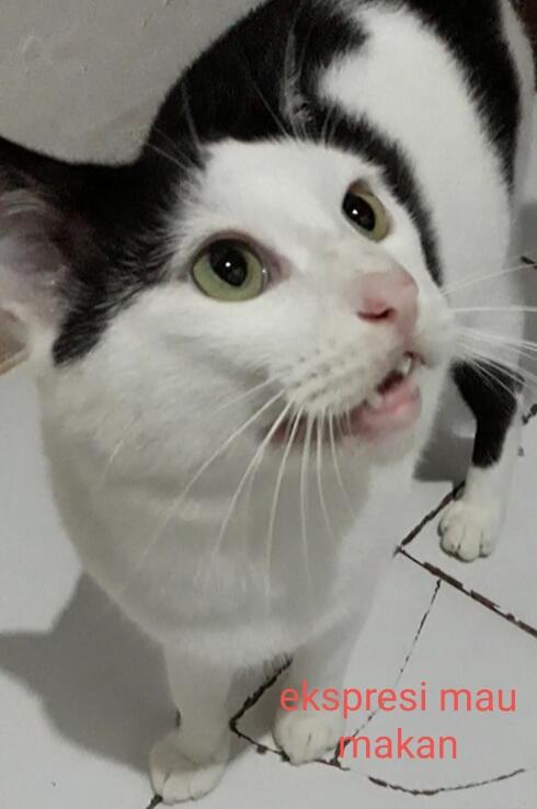 "PITAM" SIKUCING TAMPAN