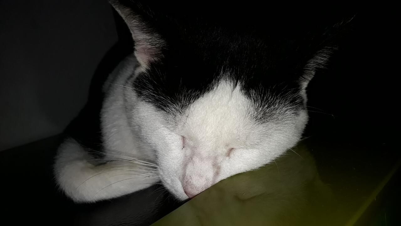 &quot;PITAM&quot; SIKUCING TAMPAN