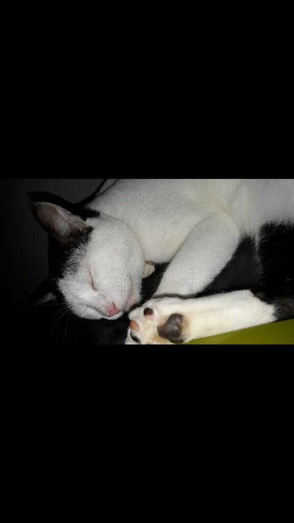 &quot;PITAM&quot; SIKUCING TAMPAN