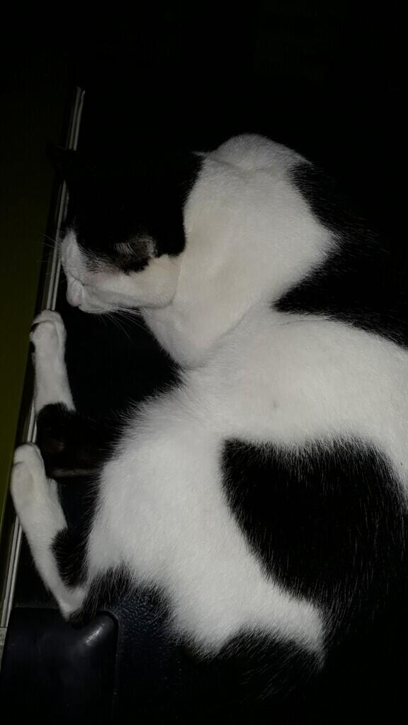&quot;PITAM&quot; SIKUCING TAMPAN