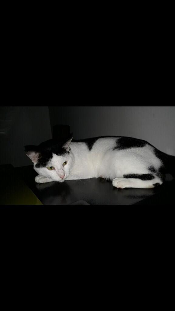 &quot;PITAM&quot; SIKUCING TAMPAN