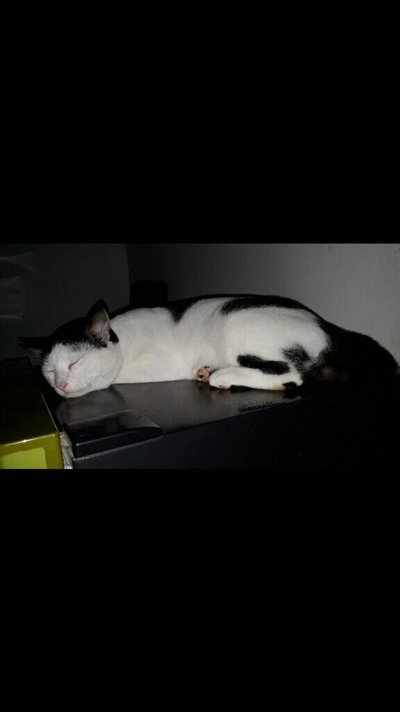 &quot;PITAM&quot; SIKUCING TAMPAN