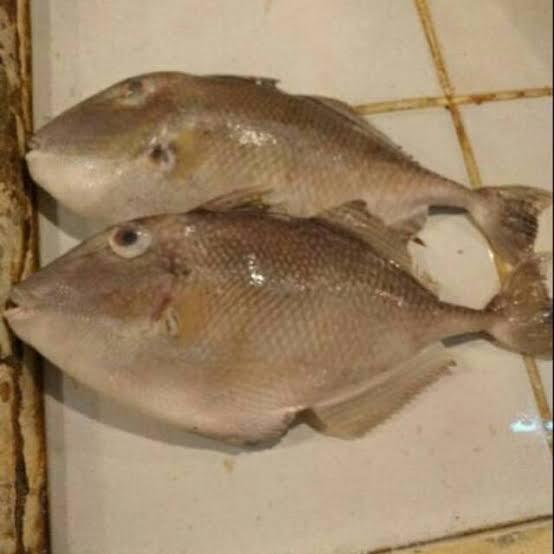 Nama-nama Ikan Ala Ibu-ibu Sosialita Fancy Jaksel