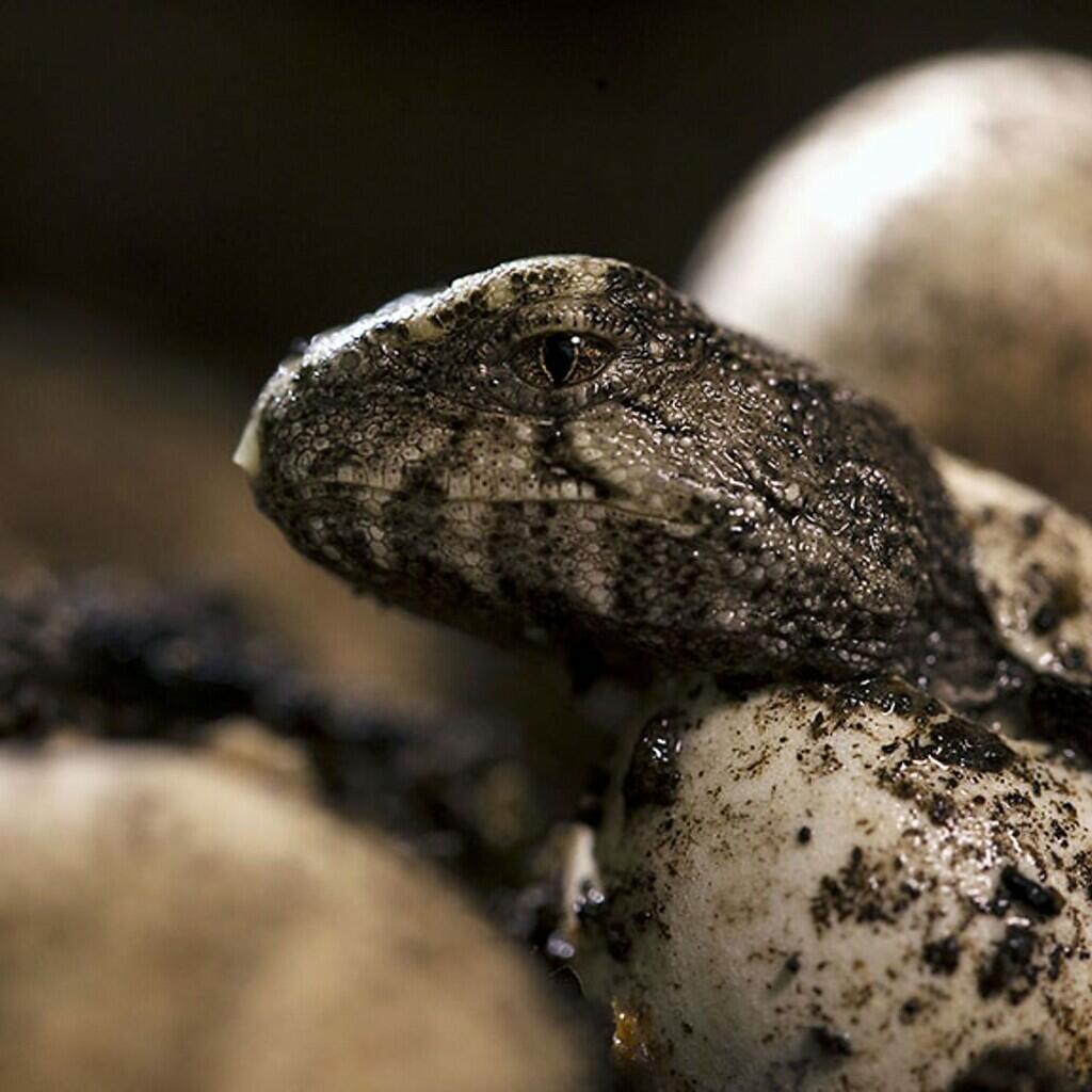 5 Fakta Menarik Tuatara, Reptil Endemik Selandia Baru 