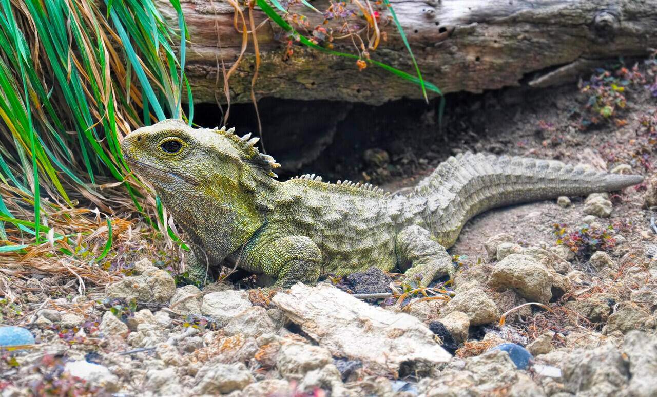 5 Fakta Menarik Tuatara, Reptil Endemik Selandia Baru 