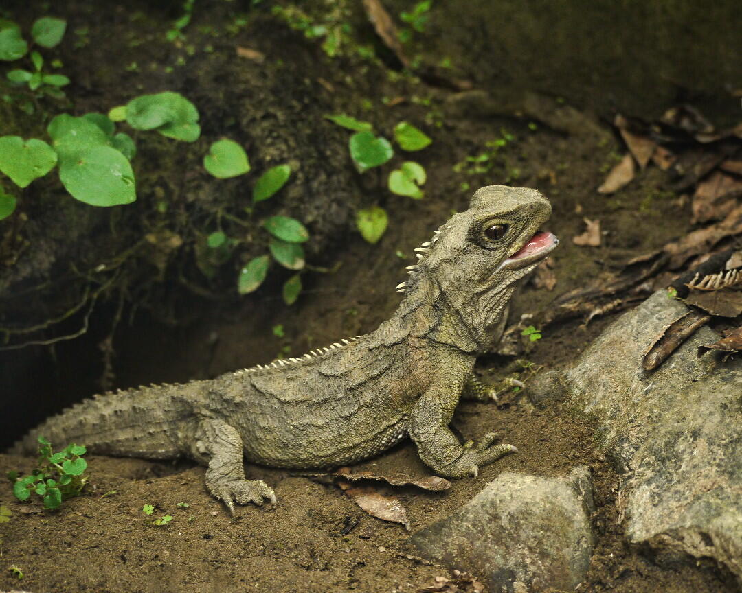 5 Fakta Menarik Tuatara, Reptil Endemik Selandia Baru 