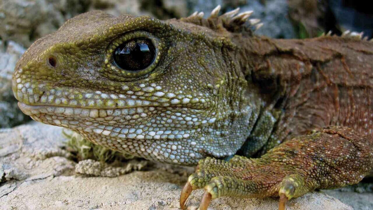 5 Fakta Menarik Tuatara, Reptil Endemik Selandia Baru 