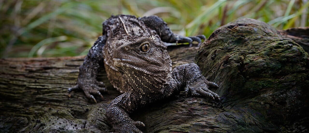 5 Fakta Menarik Tuatara, Reptil Endemik Selandia Baru 