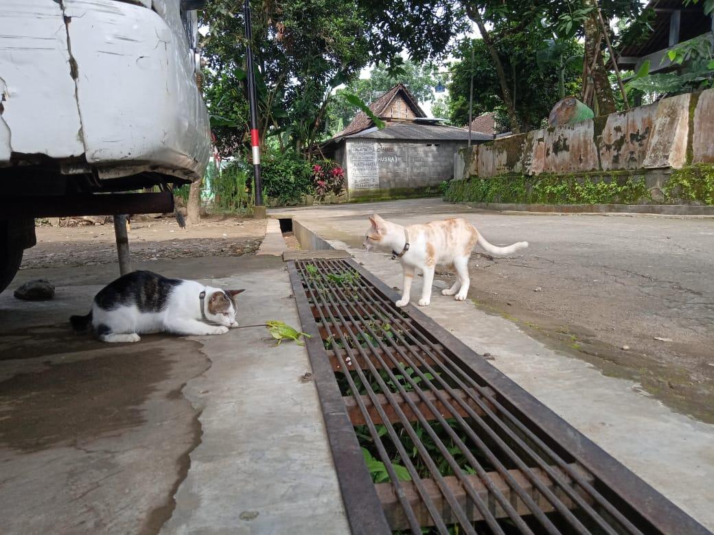 Ajak Bermain Pusy Ya 🐱